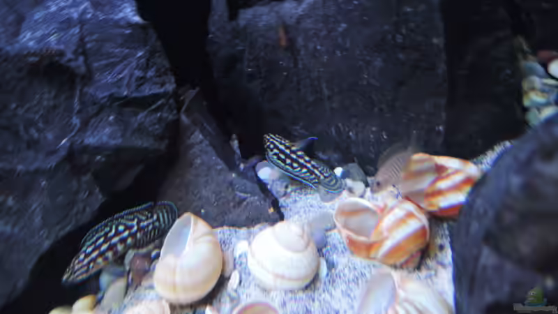 Besatz im Aquarium simileri Reich von similis (32)