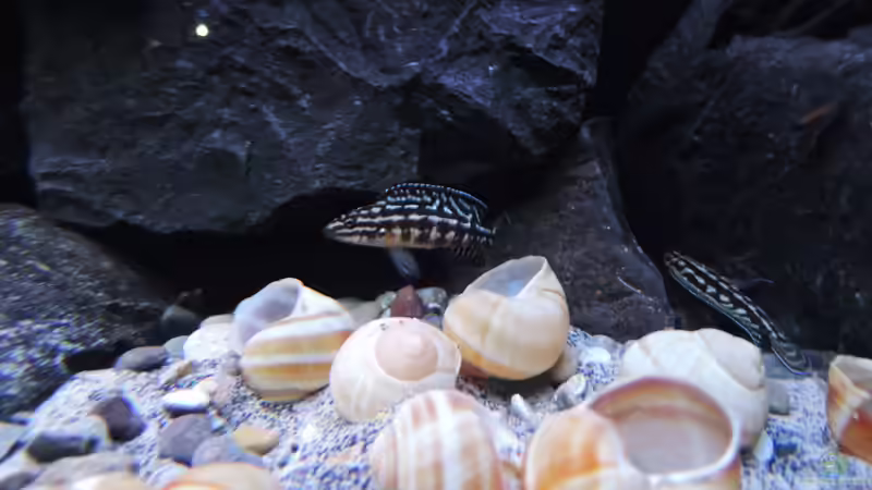 Besatz im Aquarium simileri Reich von similis (33)