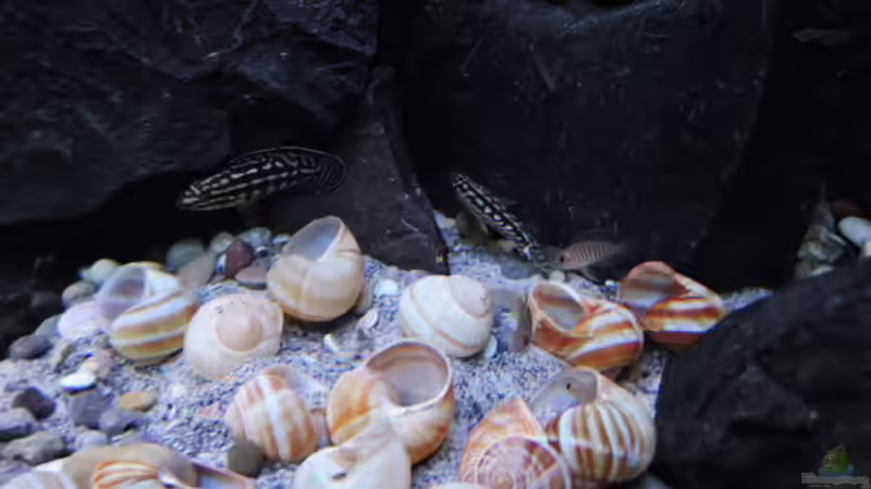 Besatz im Aquarium simileri Reich von similis (35)