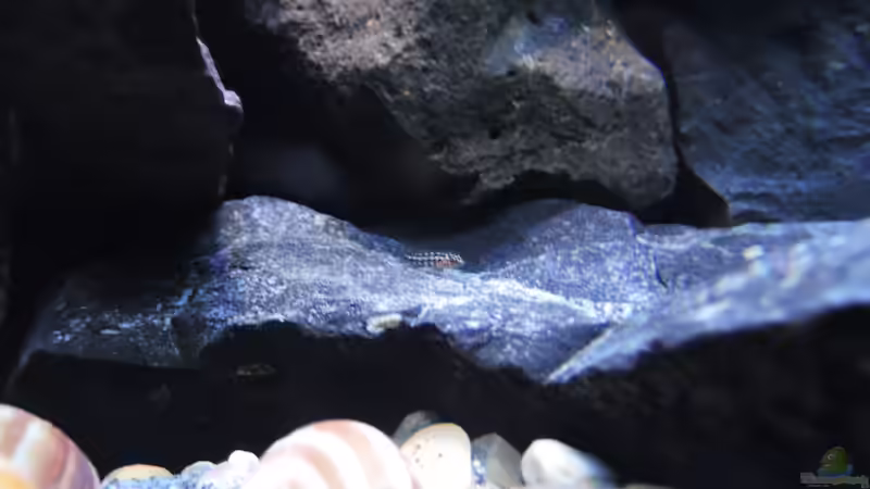 Besatz im Aquarium simileri Reich von similis (36)