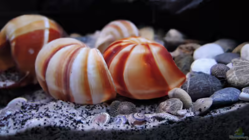 Besatz im Aquarium simileri Reich von similis (37)