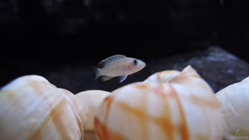 Besatz im Aquarium simileri Reich von similis (38)