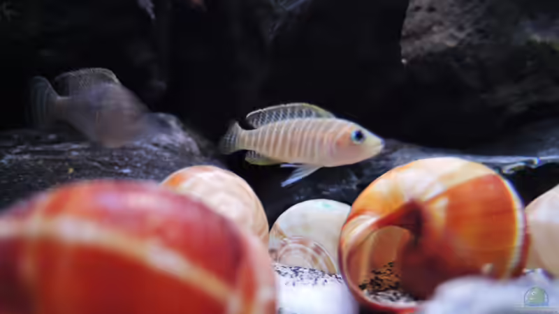 Besatz im Aquarium simileri Reich von similis (39)