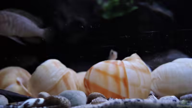 Besatz im Aquarium simileri Reich von similis (42)