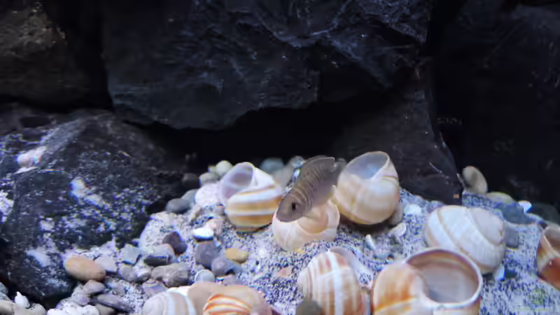 Besatz im Aquarium simileri Reich von similis (43)