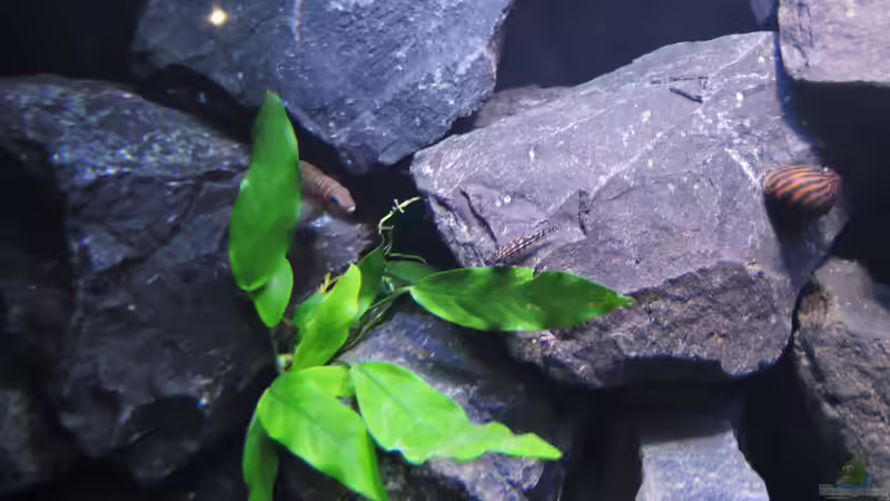 Besatz im Aquarium simileri Reich von similis (44)