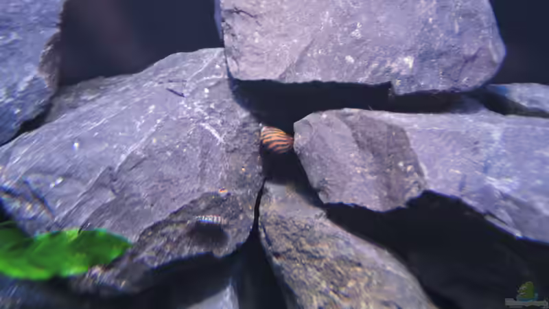 Besatz im Aquarium simileri Reich von similis (45)