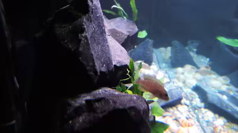 Besatz im Aquarium simileri Reich von similis (46)