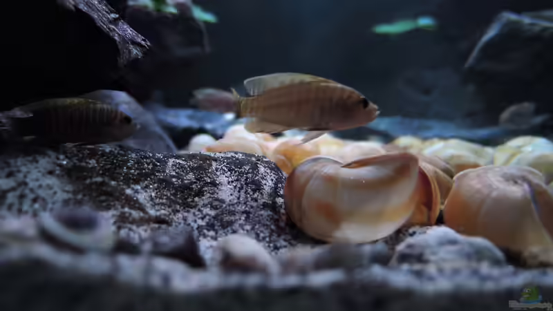 Besatz im Aquarium simileri Reich von similis (47)