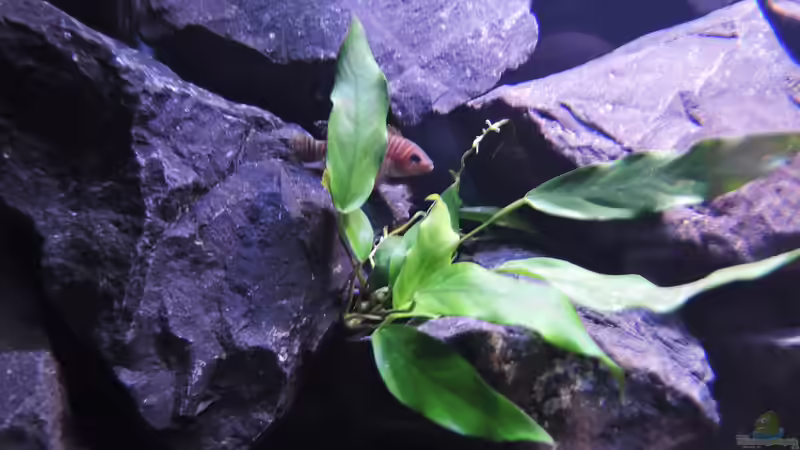 Besatz im Aquarium simileri Reich von similis (48)