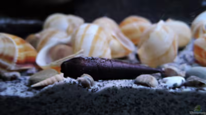 Besatz im Aquarium simileri Reich von similis (50)