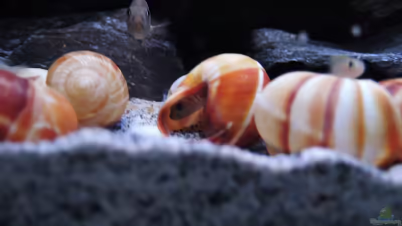 Besatz im Aquarium simileri Reich von similis (53)