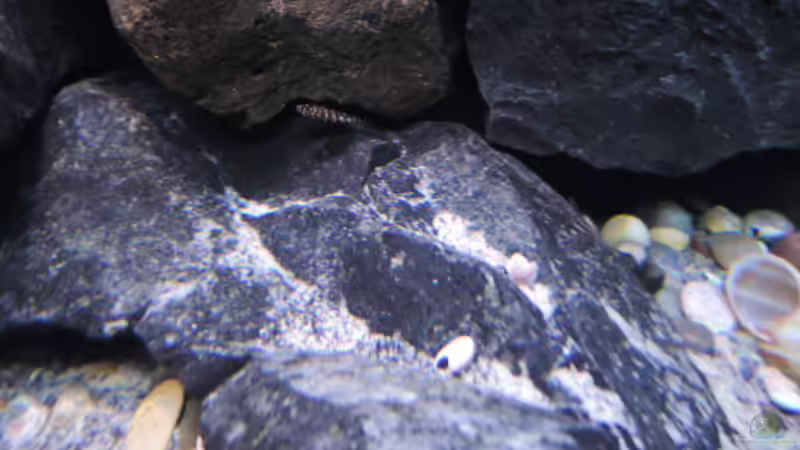 Besatz im Aquarium simileri Reich von similis (54)