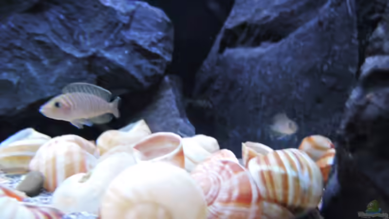 Besatz im Aquarium simileri Reich von similis (55)