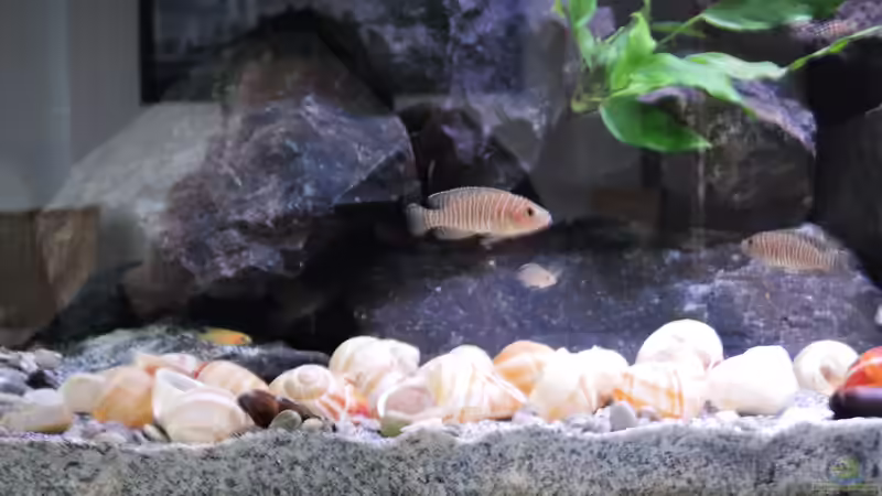 Besatz im Aquarium simileri Reich von similis (56)