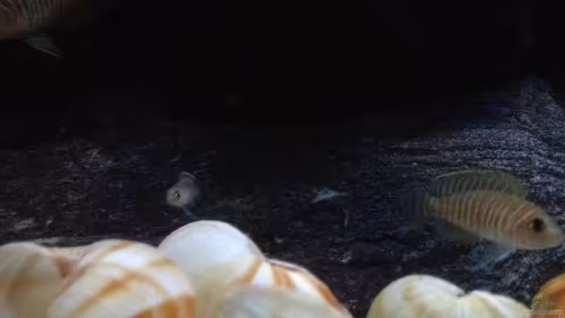 Besatz im Aquarium simileri Reich von similis (58)