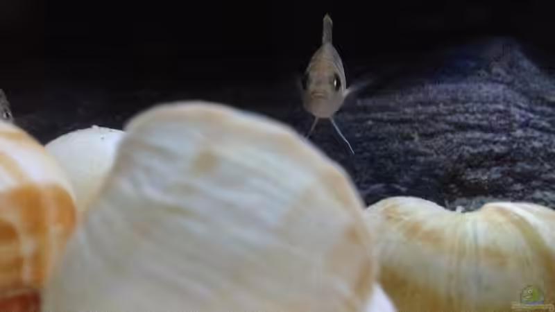 Besatz im Aquarium simileri Reich von similis (59)