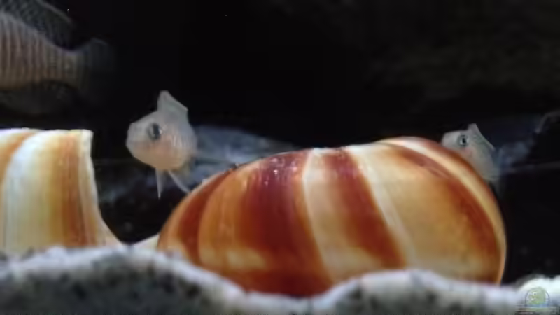 Besatz im Aquarium simileri Reich von similis (60)