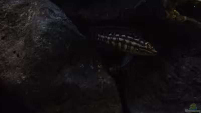Besatz im Aquarium simileri Reich von similis (63)