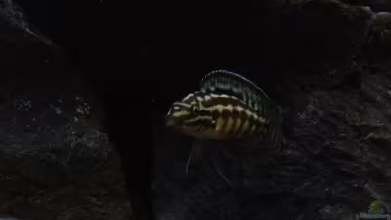 Besatz im Aquarium simileri Reich von similis (65)