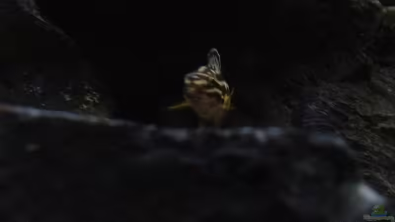 Besatz im Aquarium simileri Reich von similis (66)