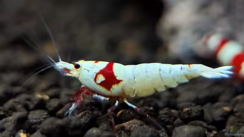 Besatz im Aquarium Simple Caridina von Marc Scheiring (3)