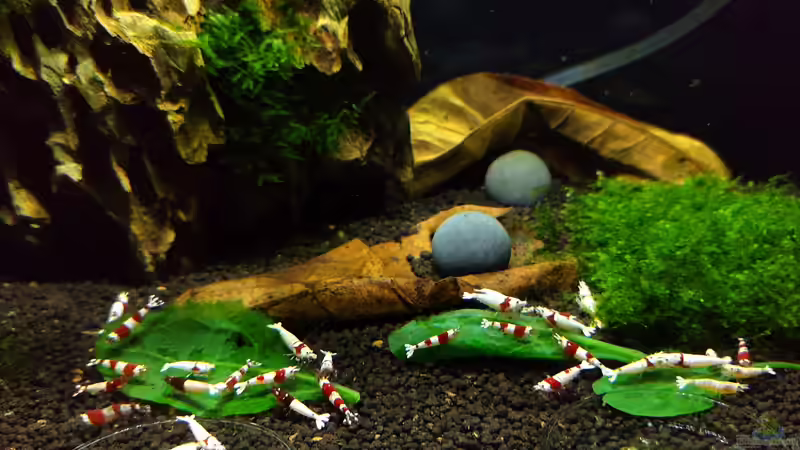 Besatz im Aquarium Simple Caridina von Marc Scheiring (4)