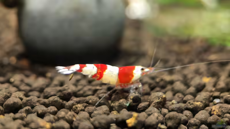 Besatz im Aquarium Simple Caridina von Marc Scheiring (5)