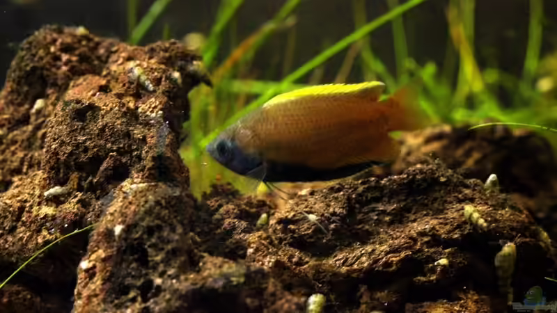 Besatz im Aquarium simple von lomarraco (19)