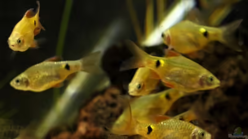 Besatz im Aquarium simple von lomarraco (20)