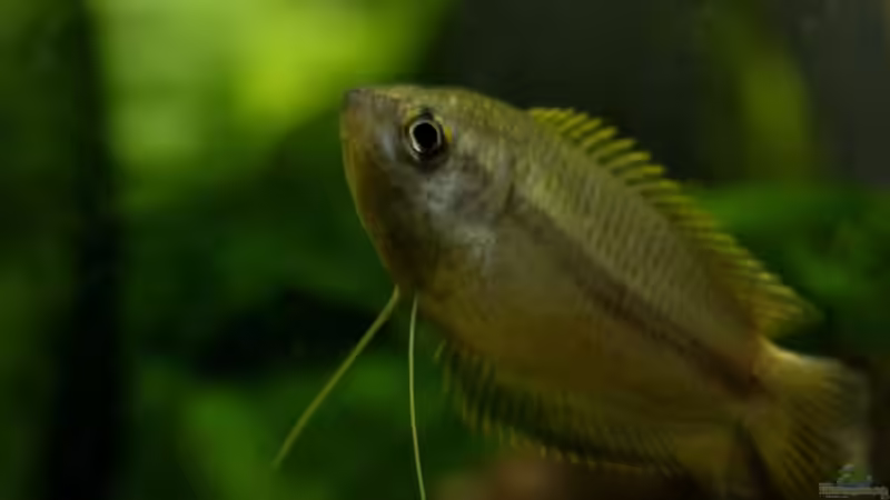 Besatz im Aquarium simple von lomarraco (21)