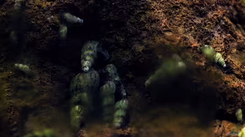 Besatz im Aquarium simple von lomarraco (22)