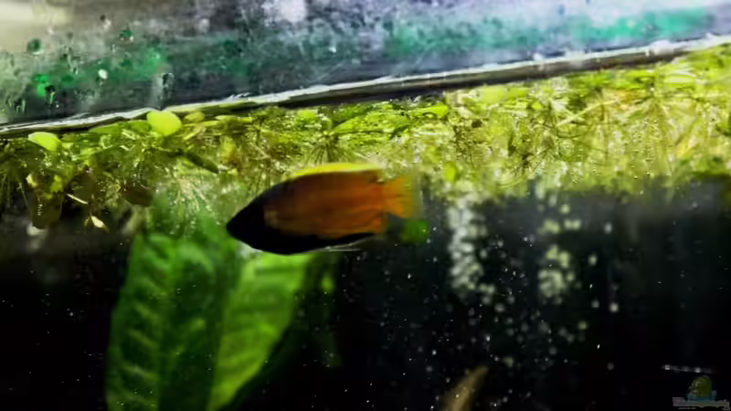 Besatz im Aquarium simple von lomarraco (24)