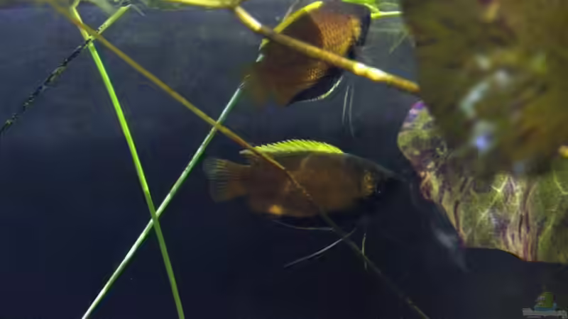 Besatz im Aquarium simple von lomarraco (26)