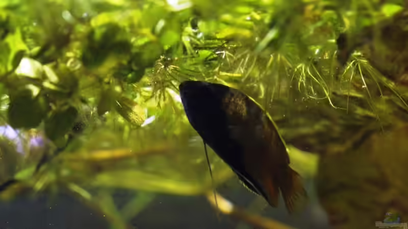 Besatz im Aquarium simple von lomarraco (27)