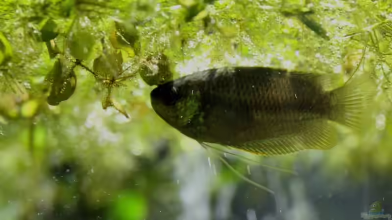 Besatz im Aquarium simple von lomarraco (29)