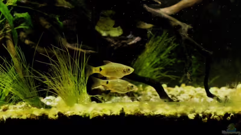 Besatz im Aquarium simple von lomarraco (30)