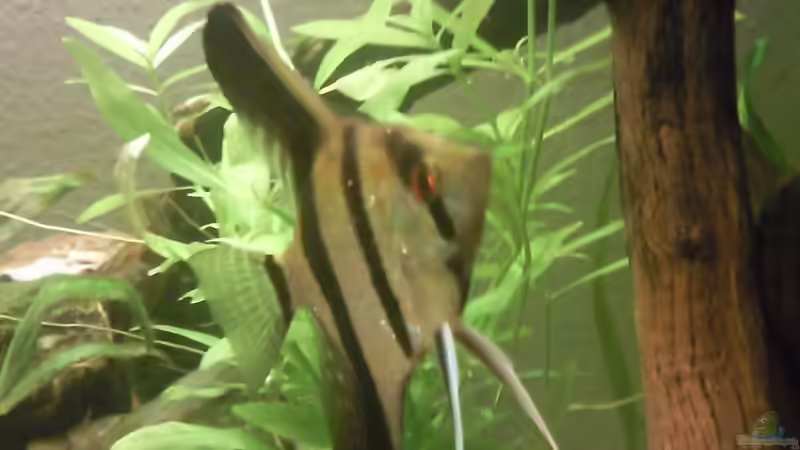 Besatz im Aquarium Skalar Bottich von Skalarfreak (14)