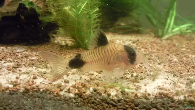 Besatz im Aquarium Skalar Bottich von Skalarfreak (17)