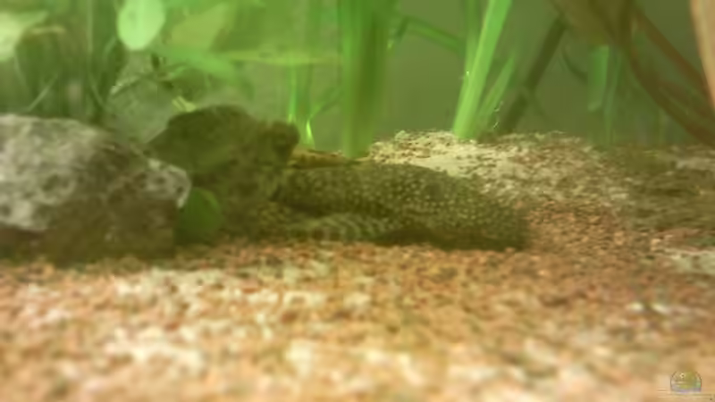 Besatz im Aquarium Skalar Bottich von Skalarfreak (18)