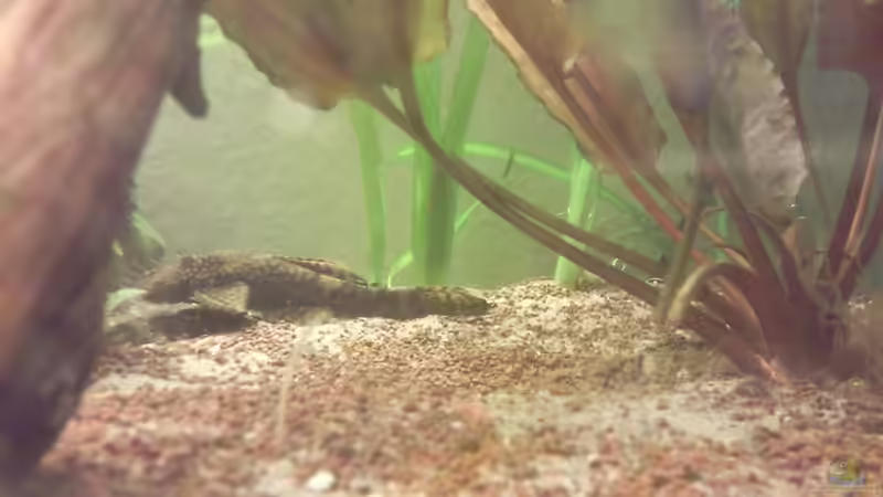 Besatz im Aquarium Skalar Bottich von Skalarfreak (19)