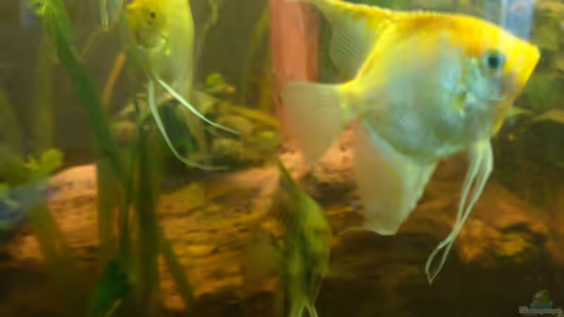 Besatz im Aquarium Skalar Tank von B1gT4nk (13)