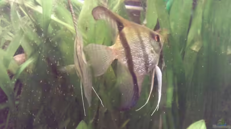 Besatz im Aquarium Skalar-Traum aufgelöst von ~Danny~ (28)