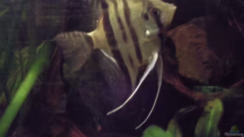 Besatz im Aquarium Skalar-Traum aufgelöst von ~Danny~ (30)