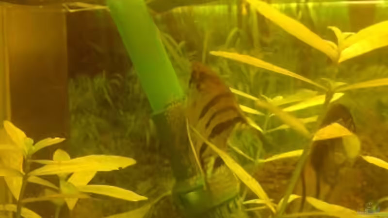 Besatz im Aquarium Skalar-Traum aufgelöst von ~Danny~ (34)