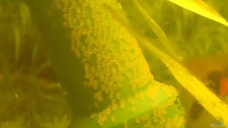 Besatz im Aquarium Skalar-Traum aufgelöst von ~Danny~ (35)