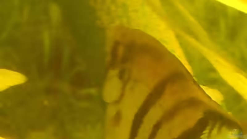 Besatz im Aquarium Skalar-Traum aufgelöst von ~Danny~ (36)