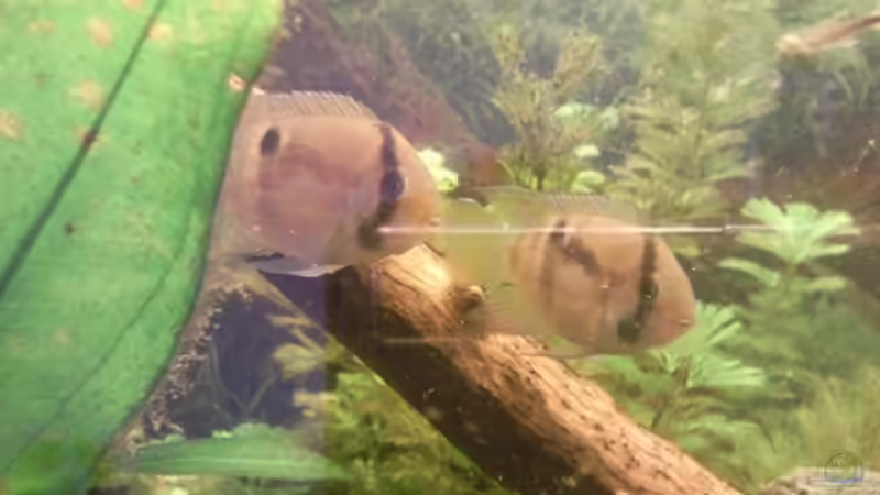 Besatz im Aquarium Skalar-Traum aufgelöst von ~Danny~ (38)