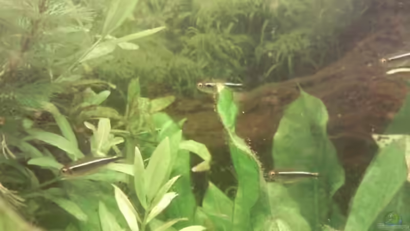 Besatz im Aquarium Skalar-Traum aufgelöst von ~Danny~ (42)