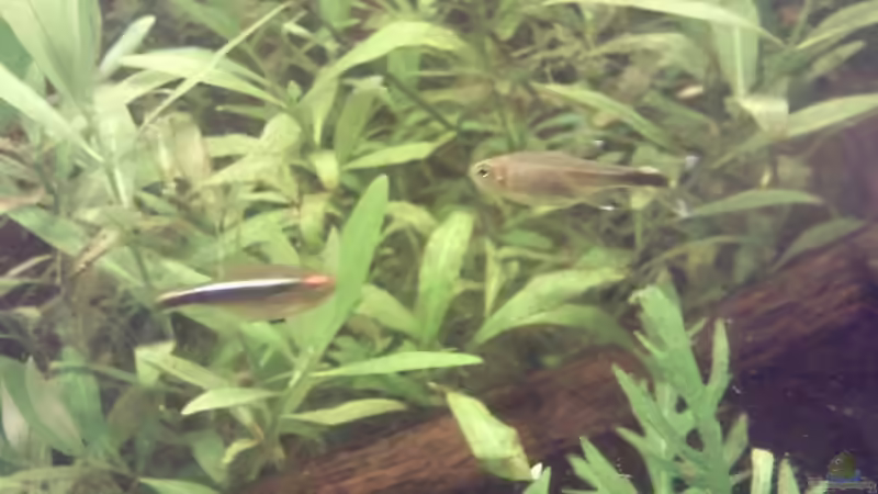 Besatz im Aquarium Skalar-Traum aufgelöst von ~Danny~ (43)